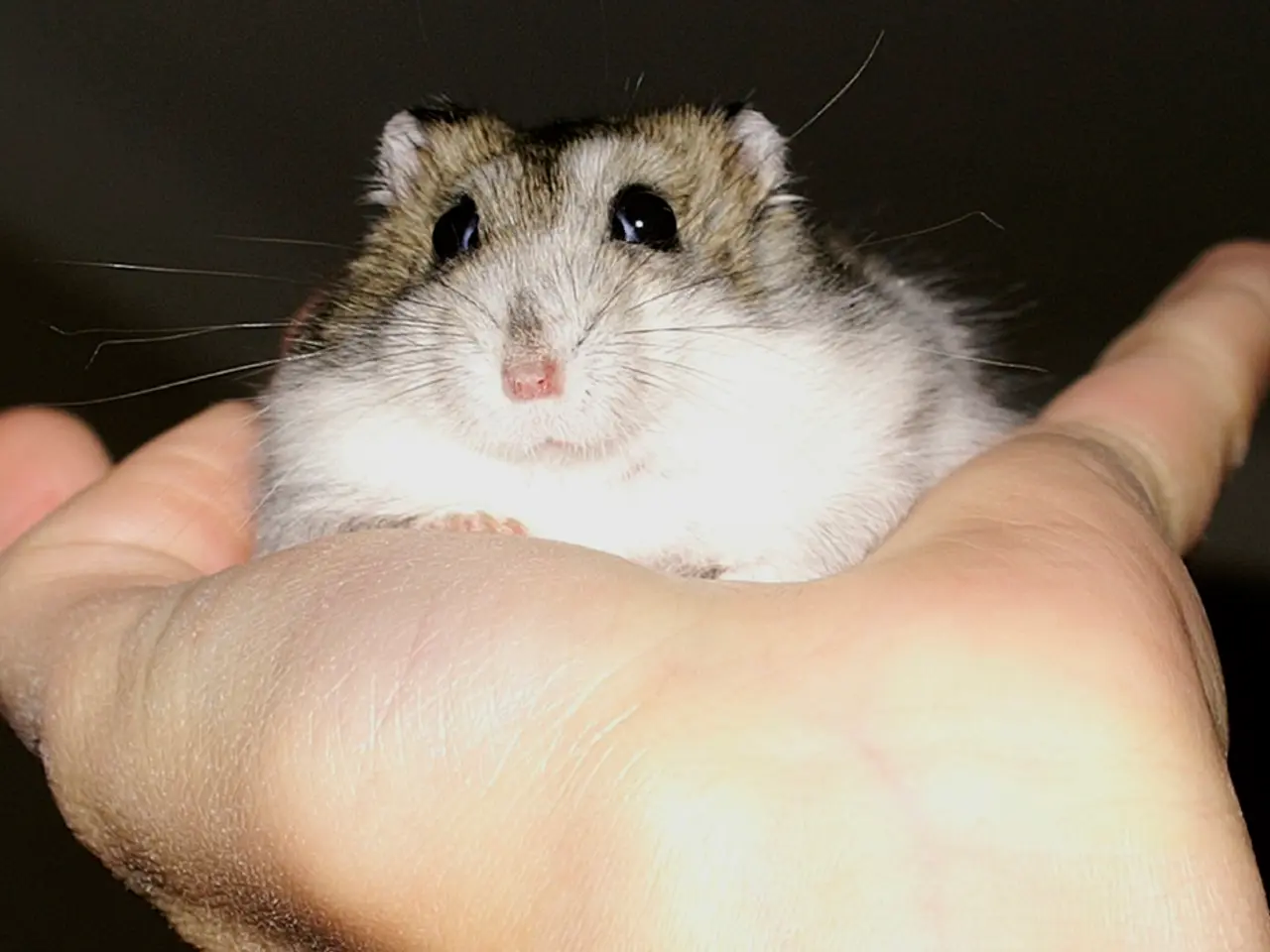 Transformed Gaming Mouse Modeled After Claws Transforms First-person Shooter into a Predator-Prey...