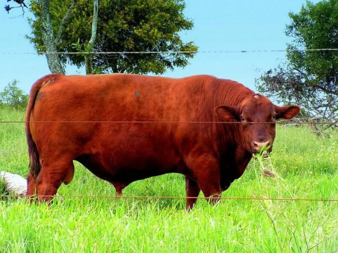 Predicting Dogecoin's price surge to $5 by 2030: an analysis