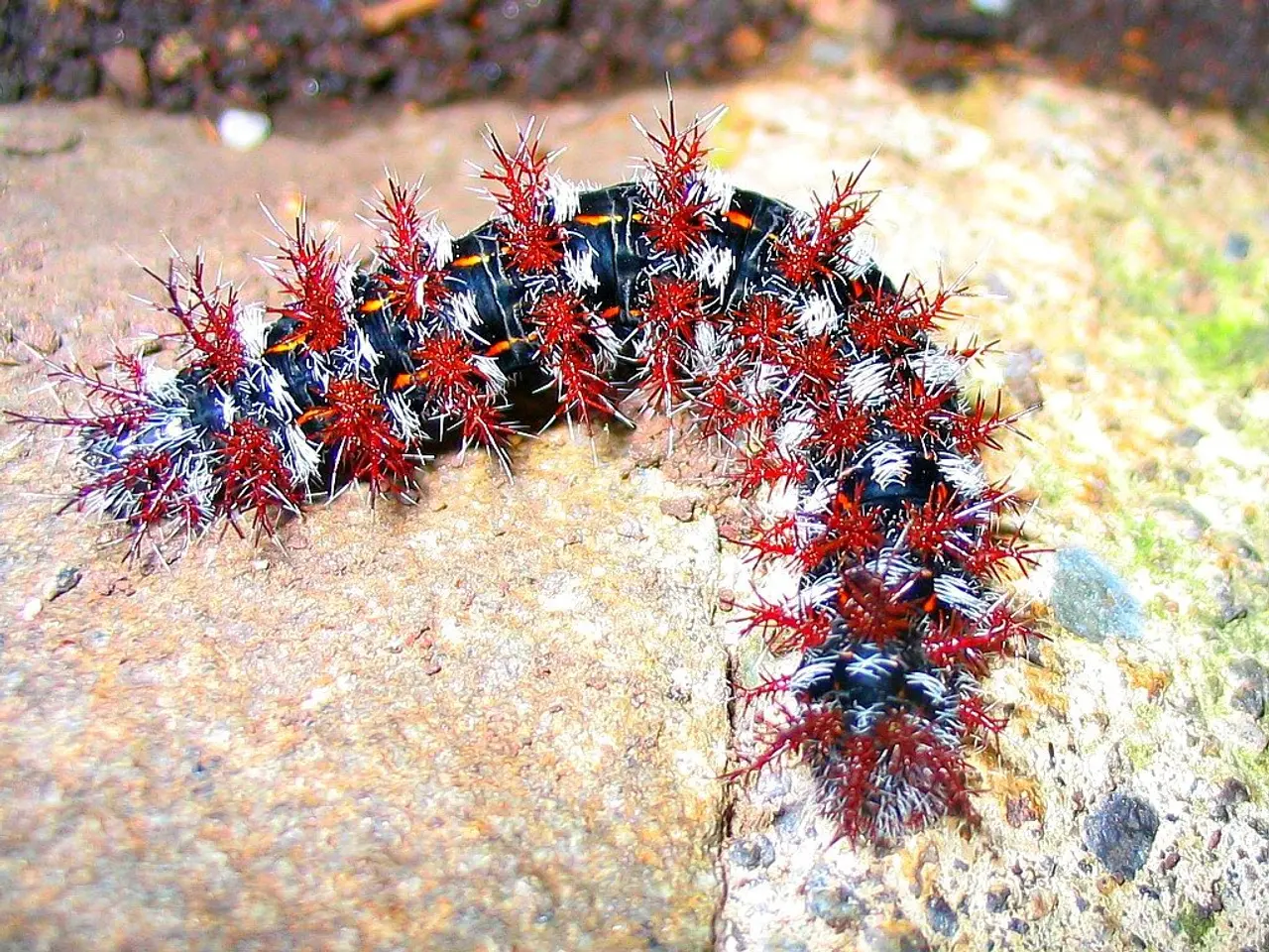 In this picture, it seems like a caterpillar in the foreground.