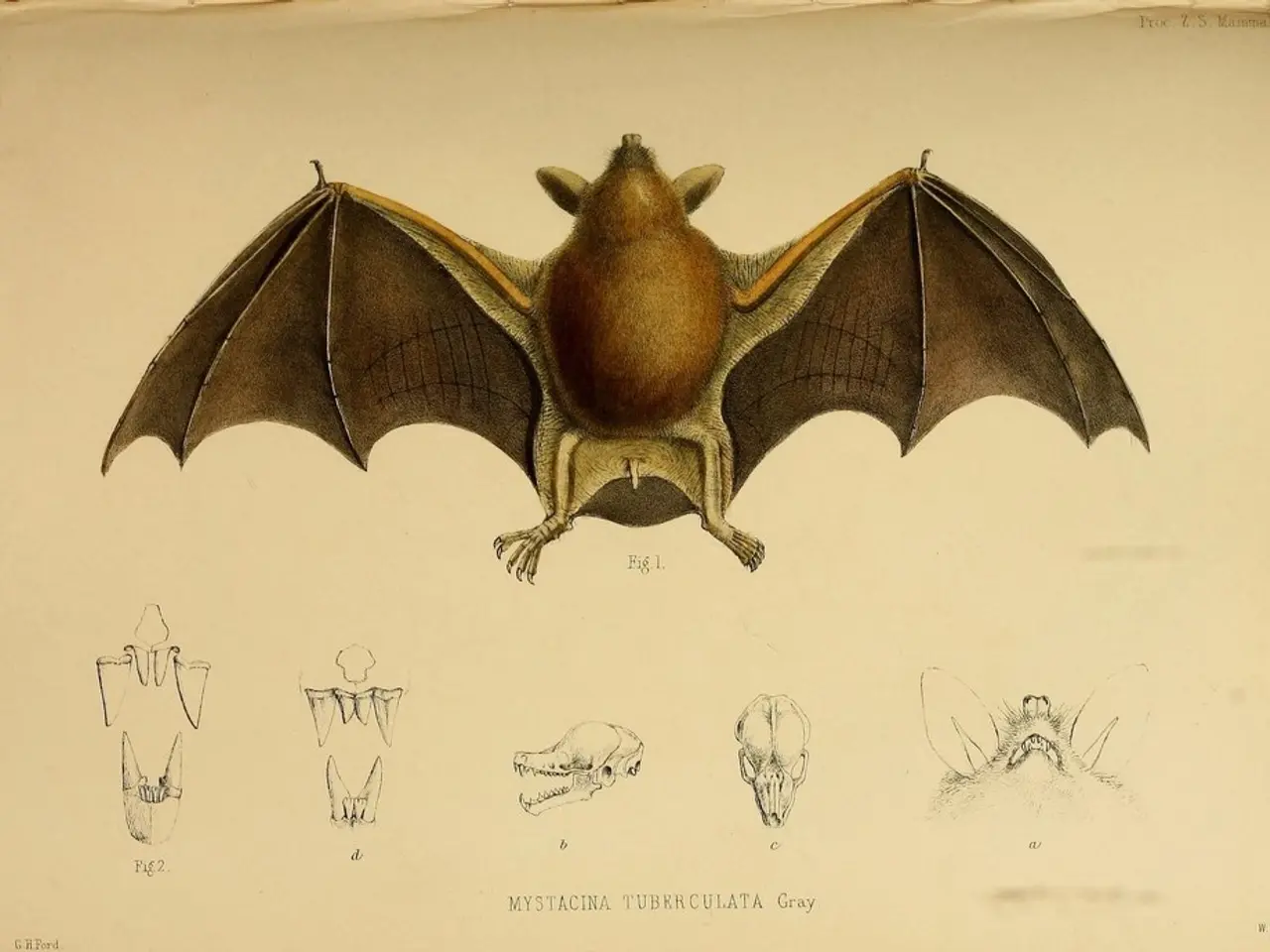 In this image we can see a picture of a bat and parts of it printed on the paper. At the bottom...