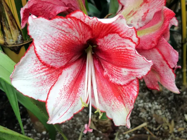 Rich Dirt Composition: The Ideal Blend for Thriving Vegetation