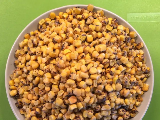 Holiday Season Brings Corn Farm Crisis