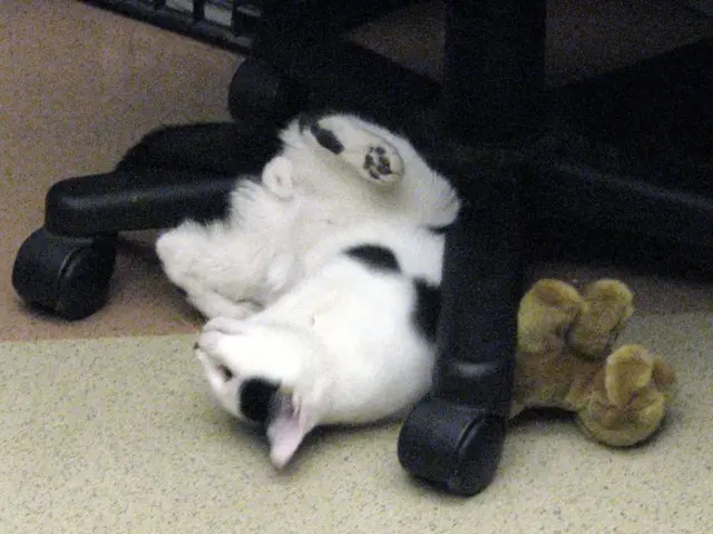 Sighting of a Feline: Believed to be a Domestic Cat Spotted in the Area