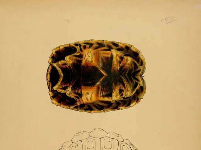 Evolving Journey of Turtles Spotlighted by Teenage Mutant Ninja Turtles