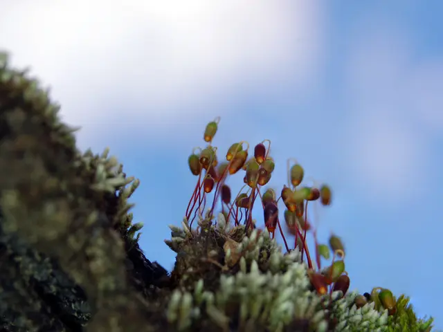 Comparison of Unistellar Odyssey Pro and Vaonis Vespera Pro: Advantages and Disadvantages