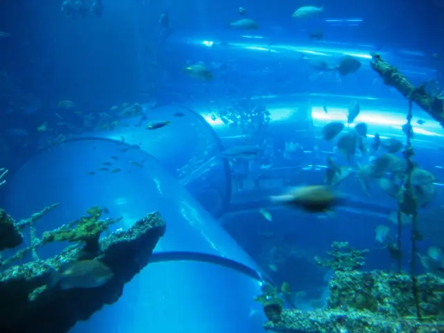 Capital Market Waves: The Impact of Blue Bonds