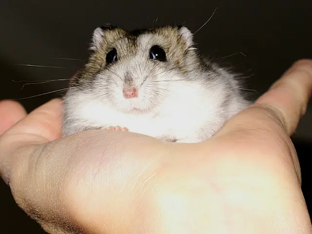 Transformed Gaming Mouse Modeled After Claws Transforms First-person Shooter into a Predator-Prey...