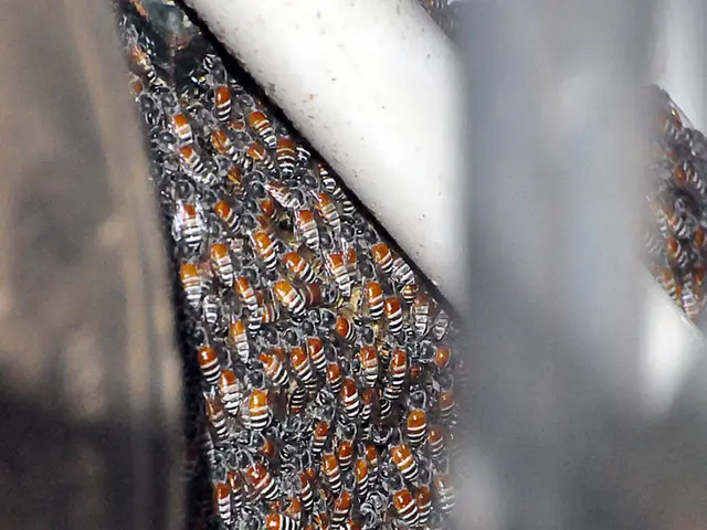 Eighth Edition of "No Bees, No Life" Magazine Unveiled on Our Site