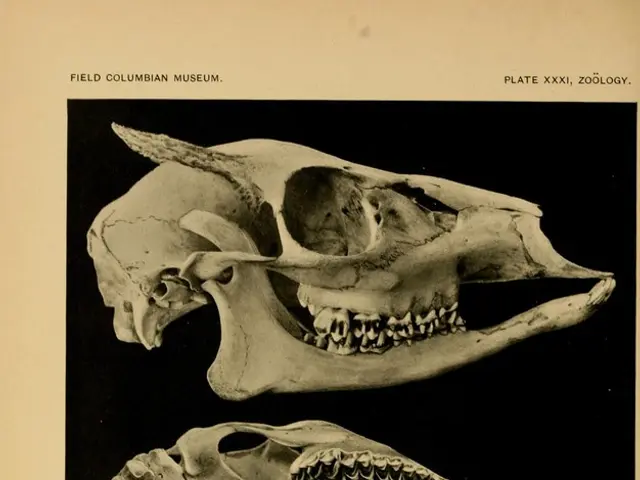 Operation of the Guillotine: A Detailed Account