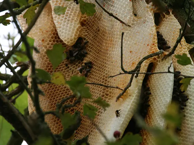 Is the honeybee population crisis merely a fabrication?