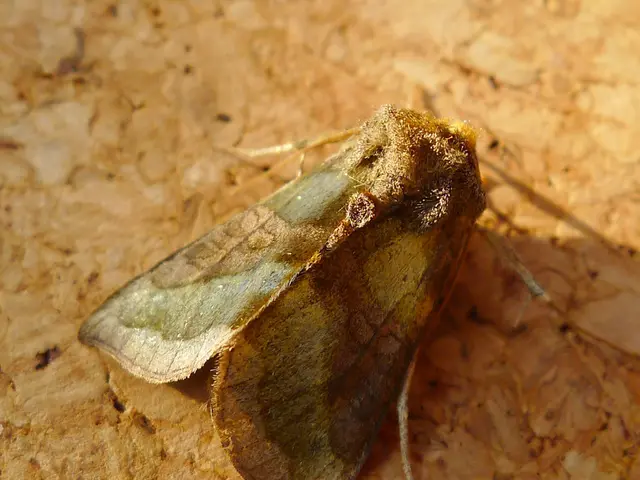 Moth tracking devices for observation of moths