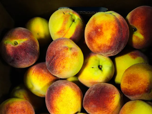 Apple intends to pump more money into domestic American manufacturing projects