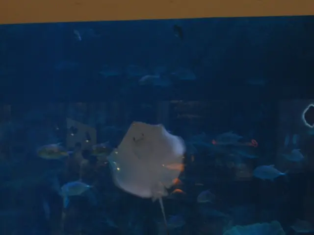 Create Your Personal Euphyllia Coral Reef Tank - Design Suitable for Torch Corals and Frogspawn