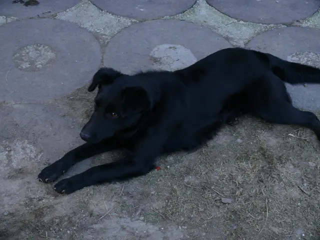 Dogecoin plummets by 8% despite increased trading activity, finding a floor at $0.21