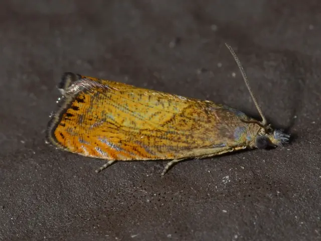 Drones: Are Night Flights Allowed for Recreational and Commercial Pilots?