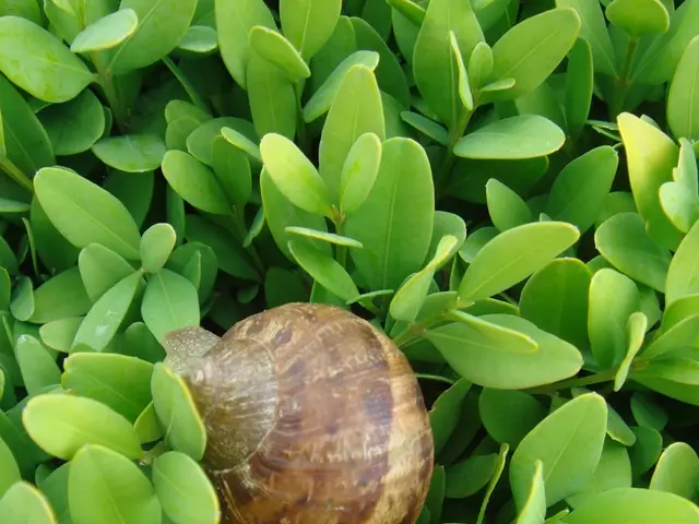 Installing Windows 11 in VirtualBox: A Step-by-Step Guide