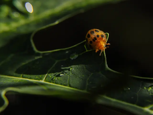 Troubleshooting Inability or Delay in TikTok Data Export