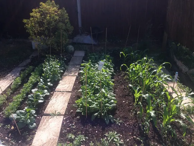 South American ancestors of potatoes and another plant caused potatoes to develop approximately 9...