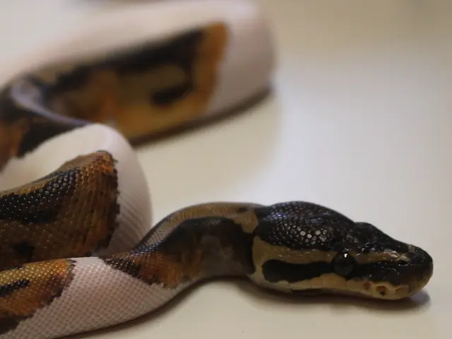 Hidden reptile challenge: Fewer than twenty people out of a hundred can detect the concealed...