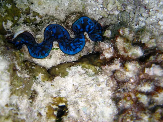 Animals exhibiting pink and green hues under ultra-violet (UV) light: What causes this...