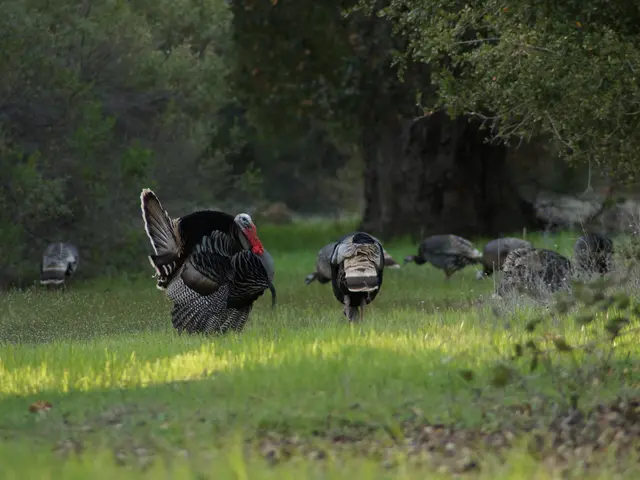 Ethereum Developer Affirms Role as Infrastructure Constructors Following Detention in Turkey Due to...