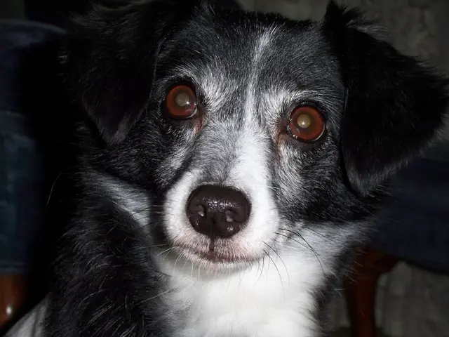 Dog found safe after being lost during Texas floods, owing to its GPS collar