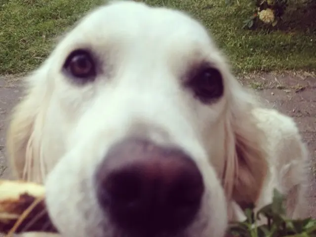 Dogecoin's value soars by 15.8%, reaching $0.22, driven by ETF speculation. Certain investors place...