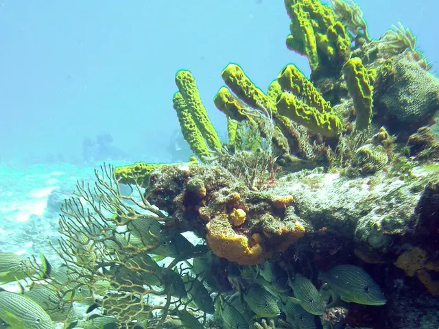 Latest Underwater Imaging Gear Debut in 2020