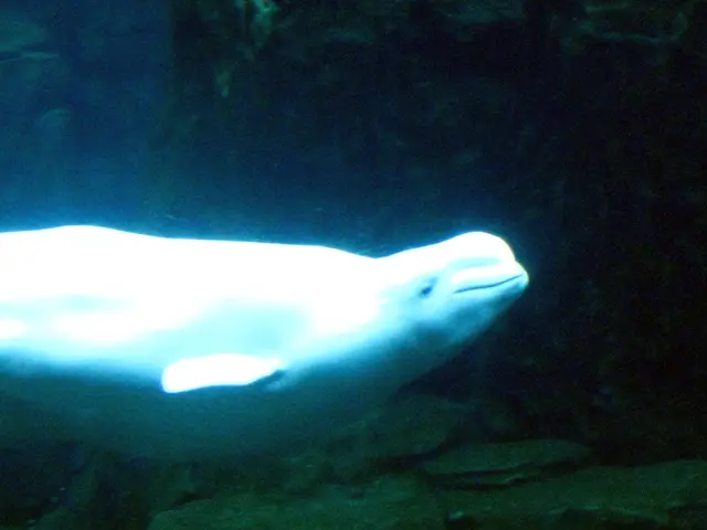 Underwater Settings for Canon EOS R5 Camera