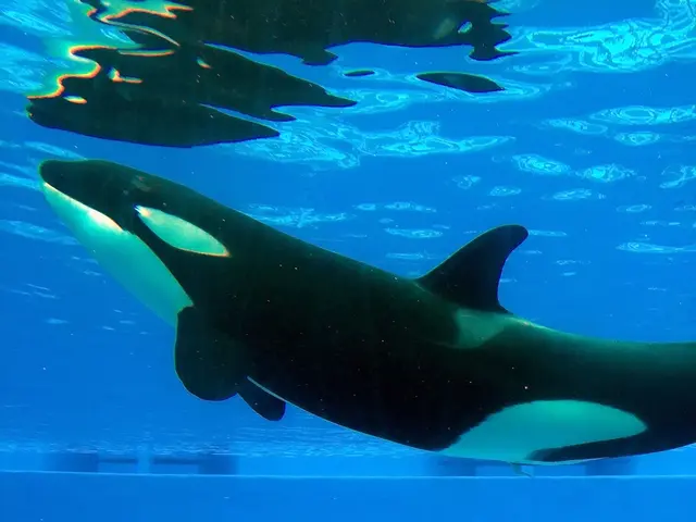 Giant-eyed, toothy predator whale from ancient times found to be surprisingly adorable