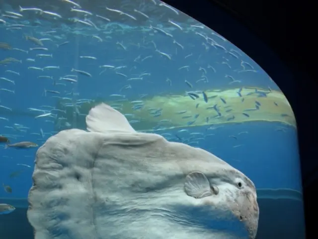 Auto-Top Off System by Tunze Osmolator Now Available!