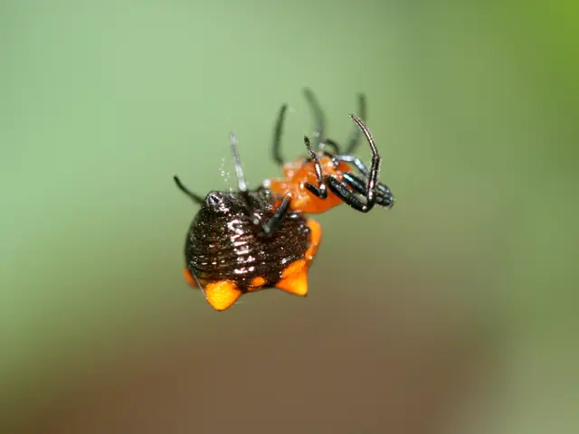 In the image there is an insect on a web and the background is blurry.
