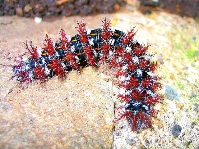 In this picture, it seems like a caterpillar in the foreground.