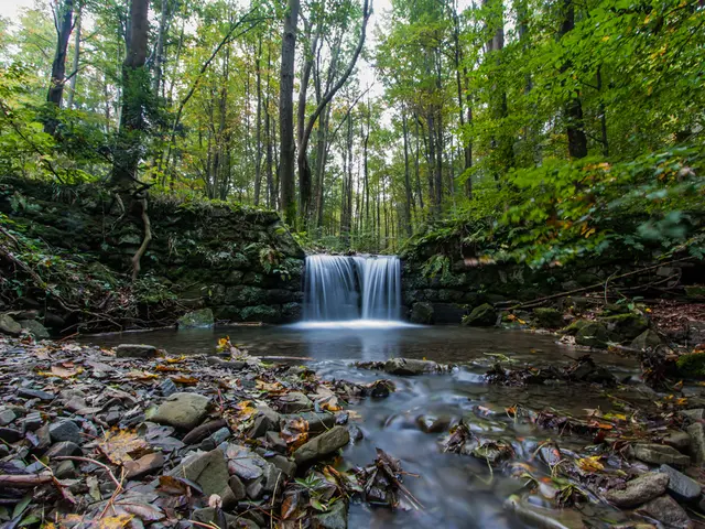 In this picture I can see some water flow, trees, stones and dry leaves on the land.