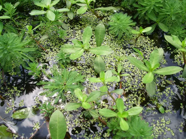 In this picture we can see some small green plants in the pond water