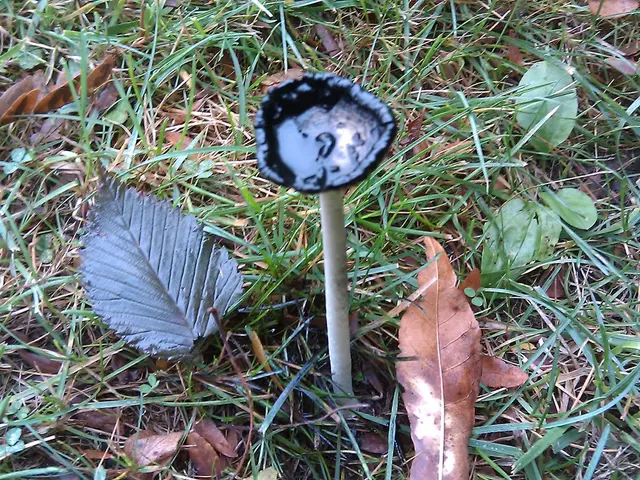 In this picture I can see there is a mushroom and there is grass on the floor and there are dry...