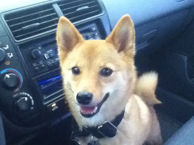 In this image there is a dog inside the car. Beside the dog we can see the music system which is in...