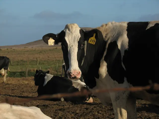 In this image there are group of cows, in the background there is a fence grass and mountains. And...